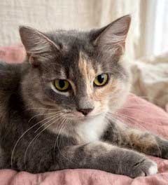 Kitten Pebbles