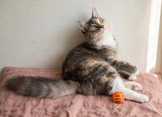 KITTEN PEBBLES, photo 2