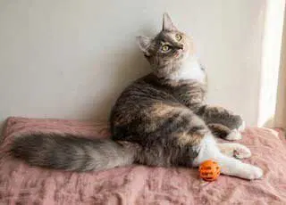 Kitten Pebbles image 2