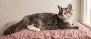 Kitten Pebbles image 3