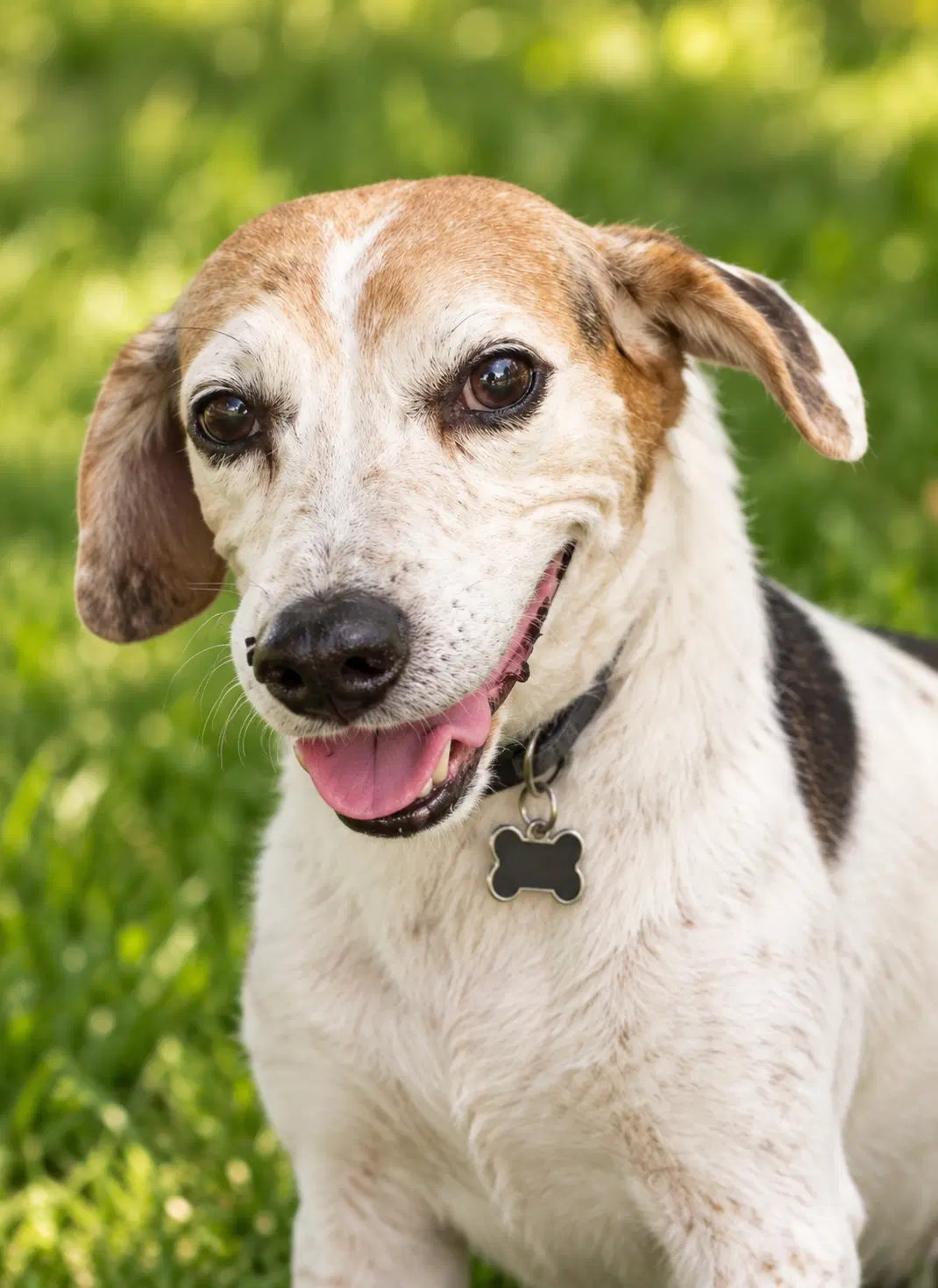 Gracie - Beagle