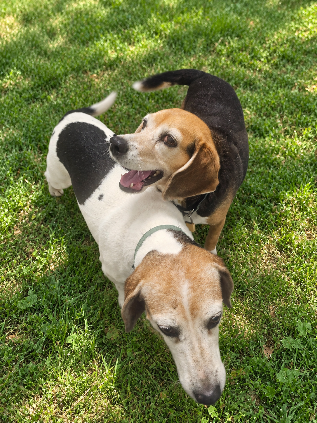 Macie, photo 4