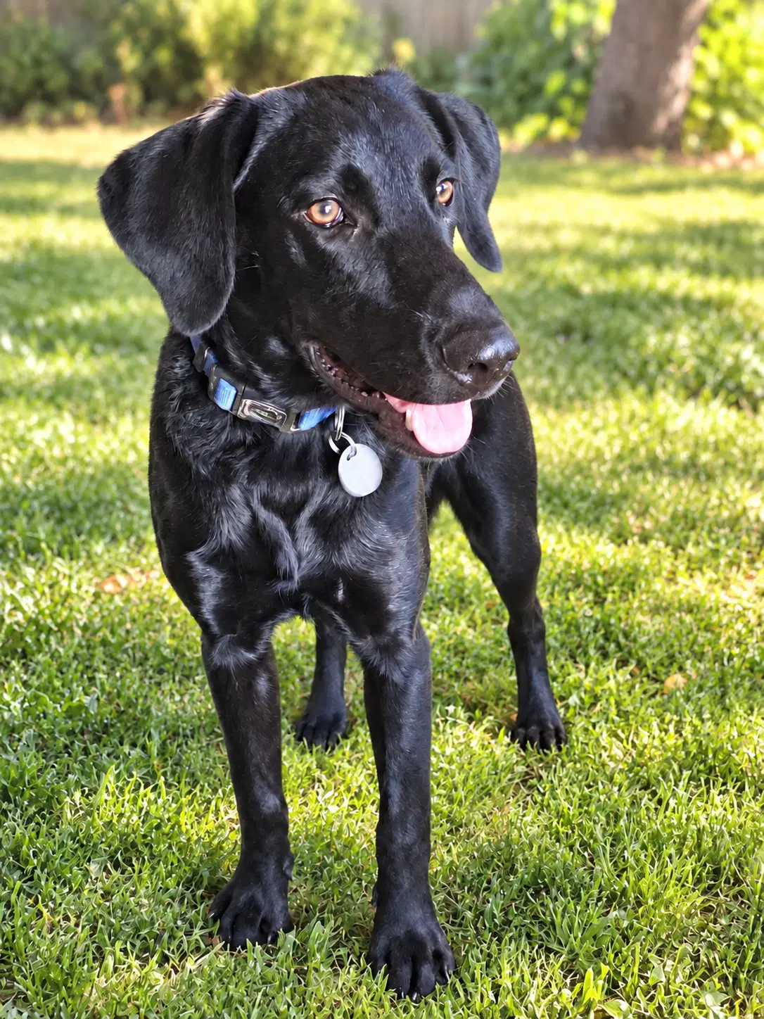 Otis - Labrador Retriever