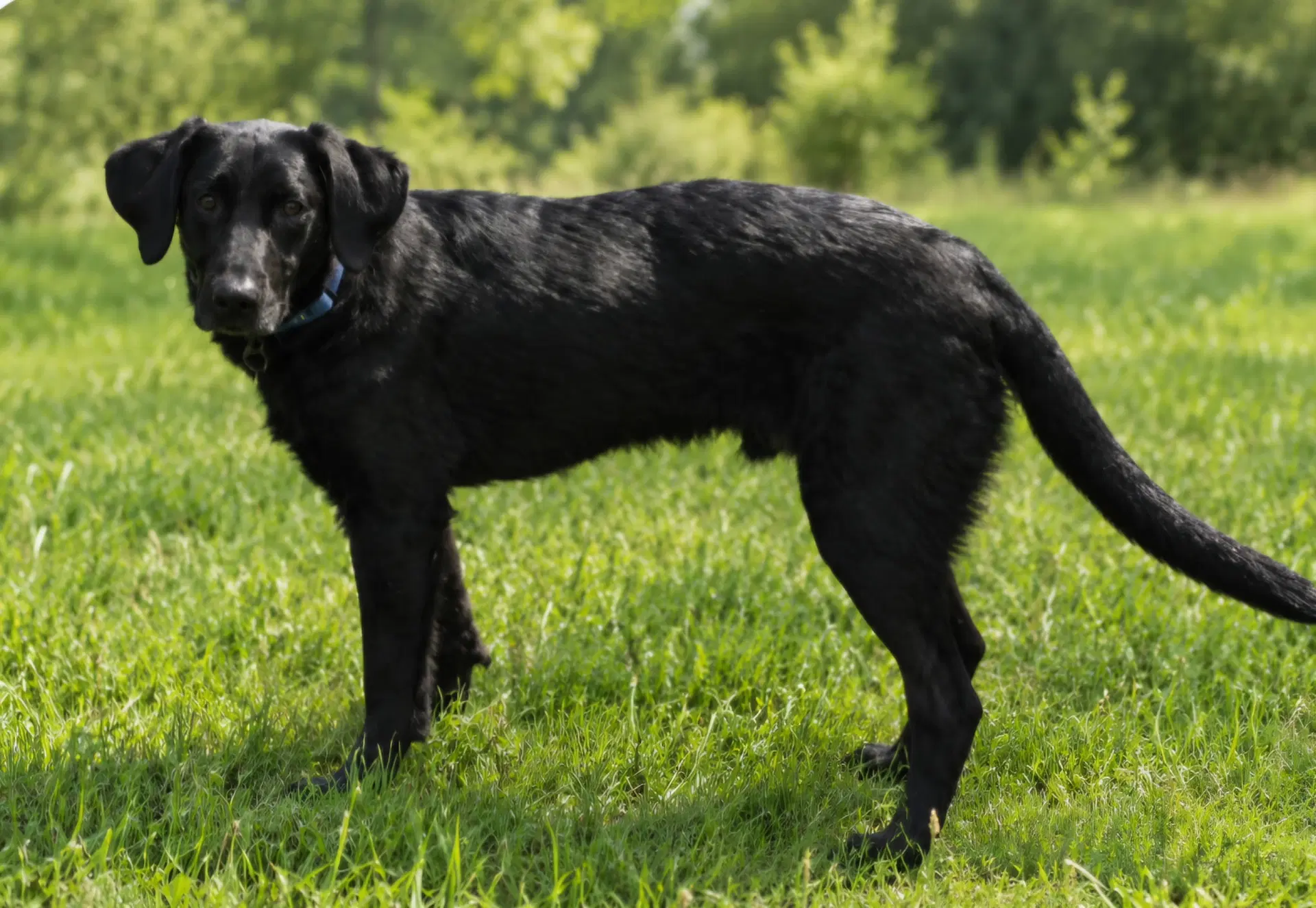 Otis image 3