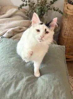 Kitten Spot image 3
