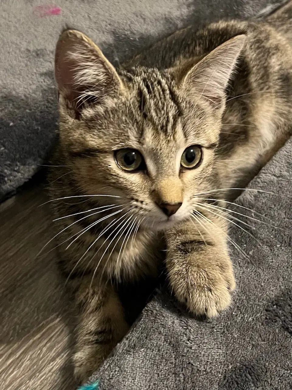Kitten Rory image 1