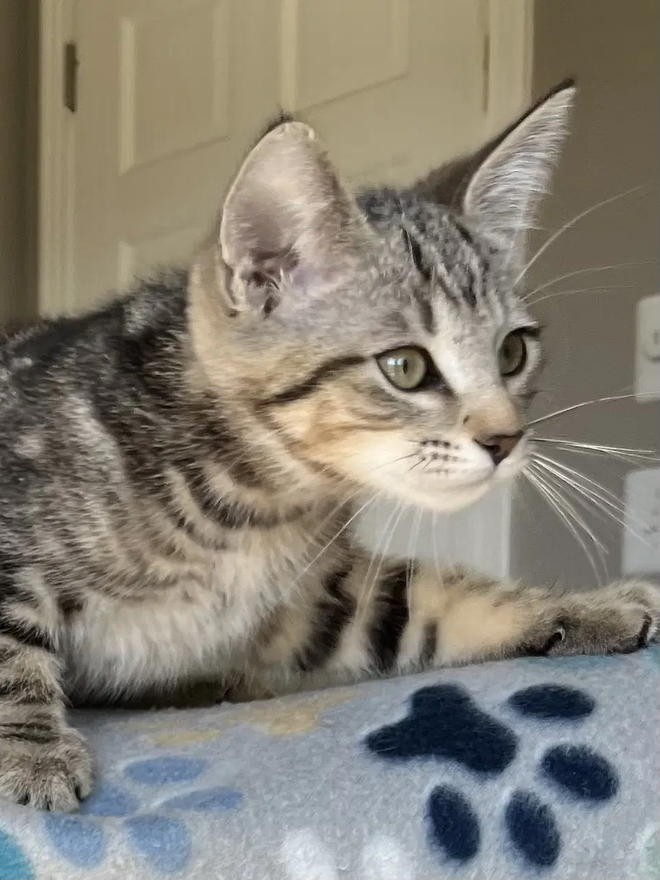Kitten Rory image 2