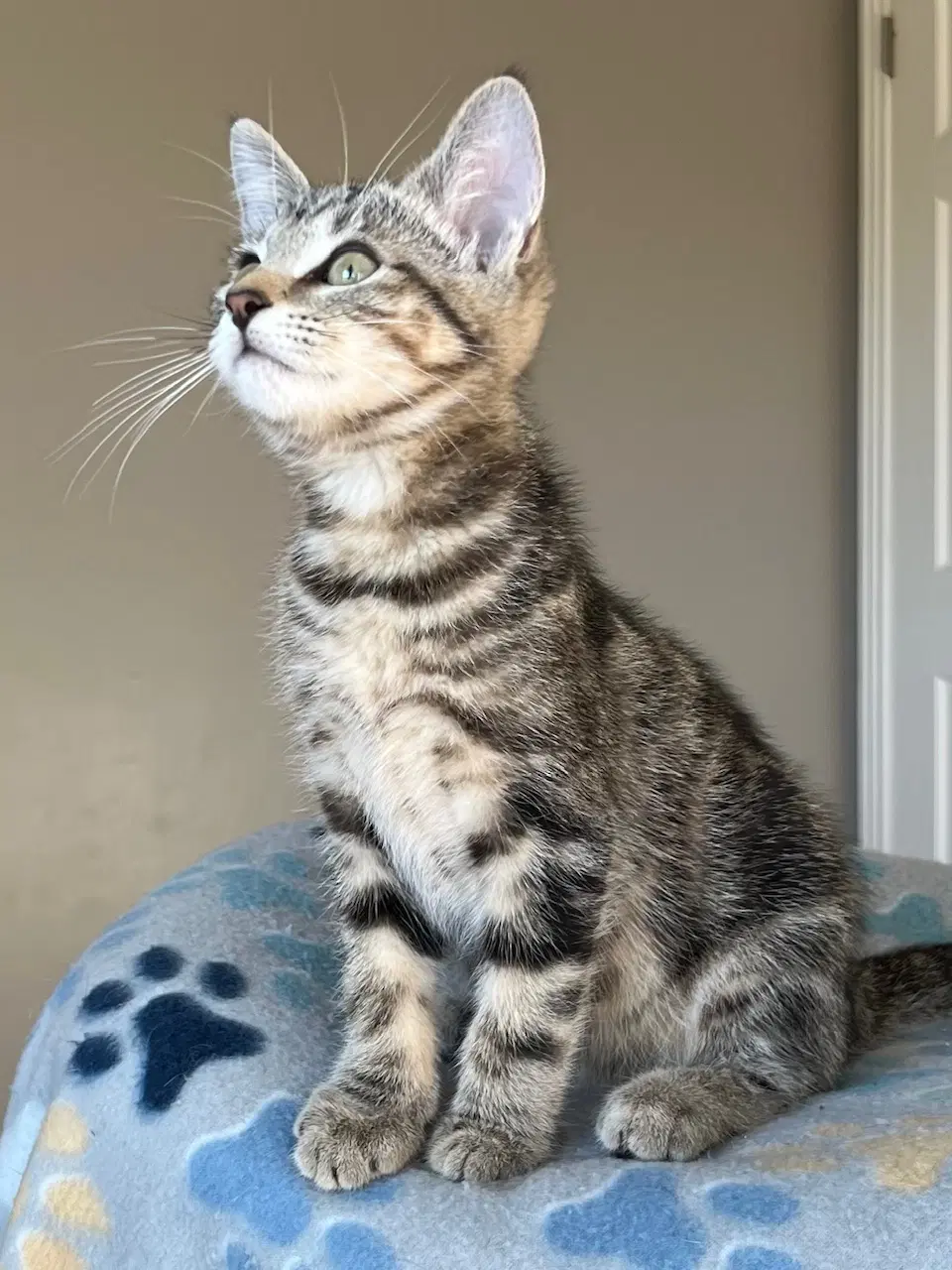 Kitten Rory image 3