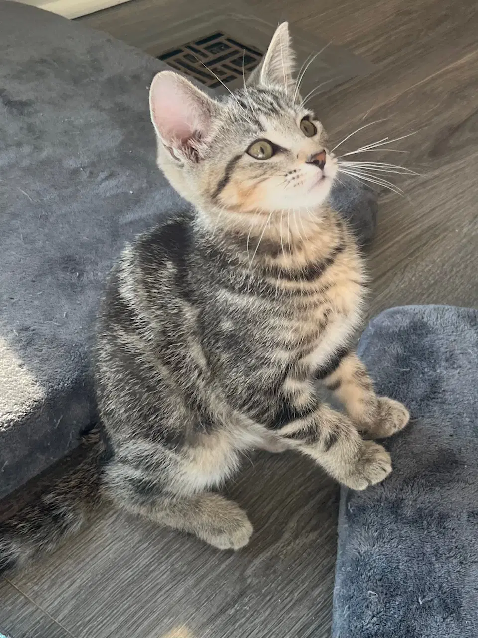 Kitten Rory image 4