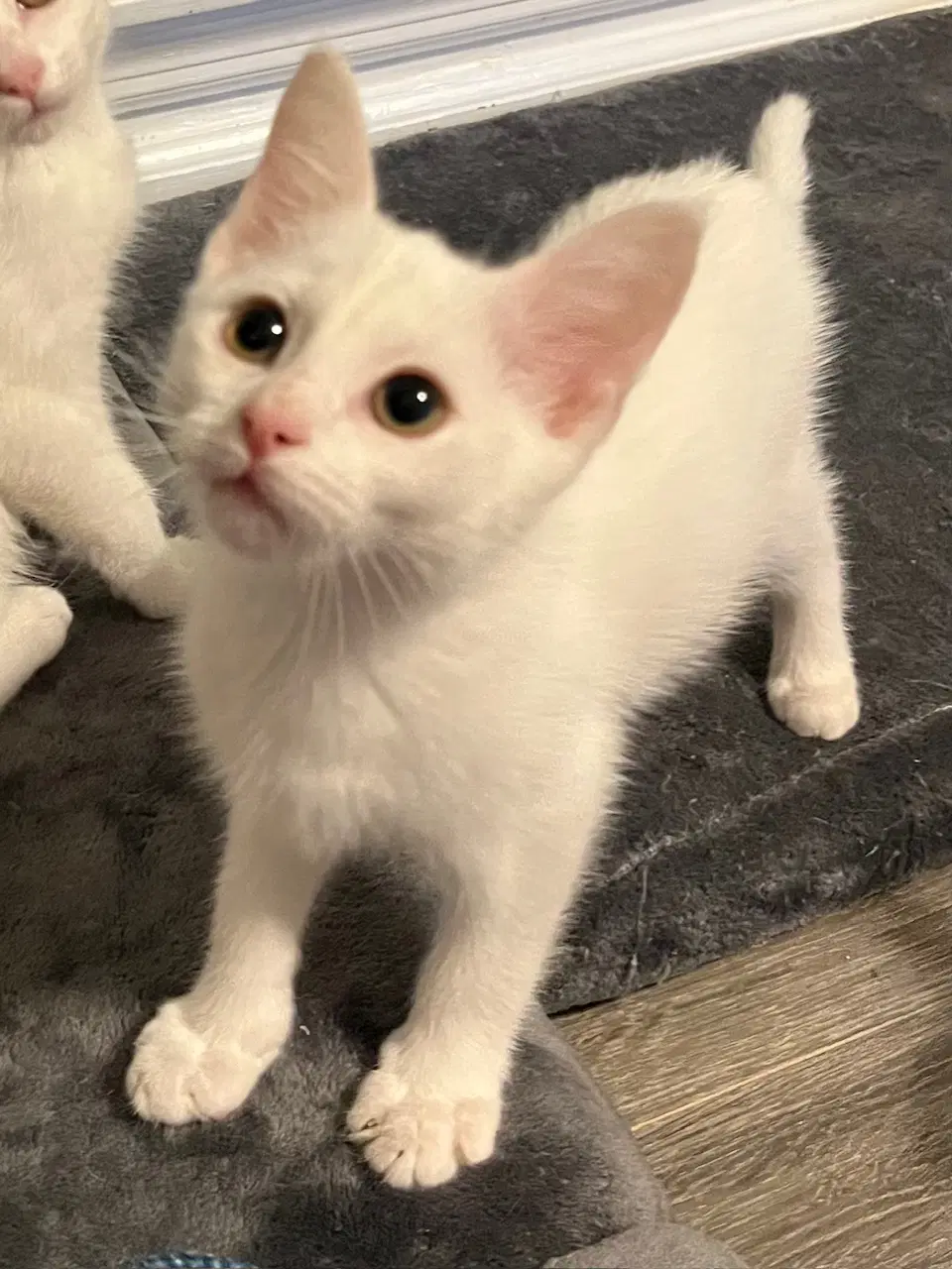 Kitten Boone image 2