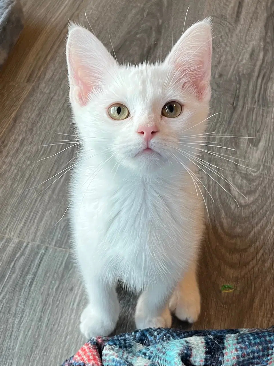 Kitten Boone image 4
