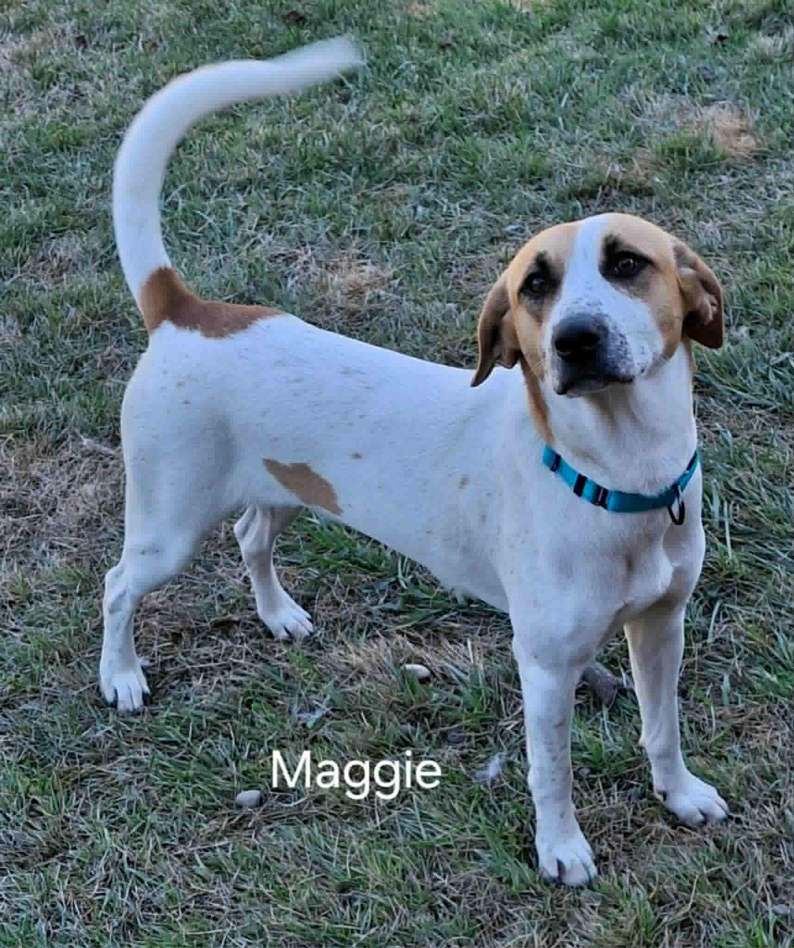 Maggie (Courtesy Listing)