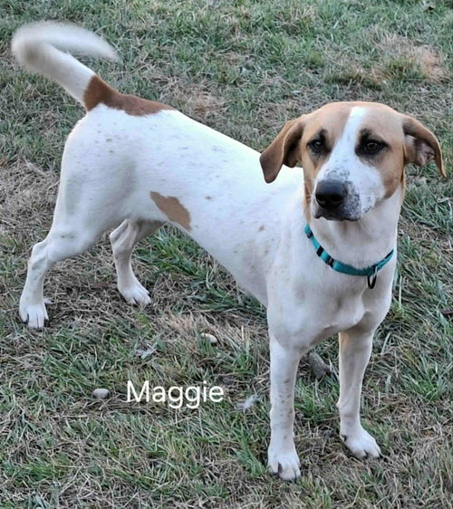 MAGGIE (COURTESY LISTING) - Hound available for adoption