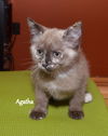 Agatha