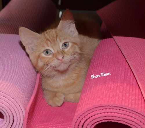 Shere Khan