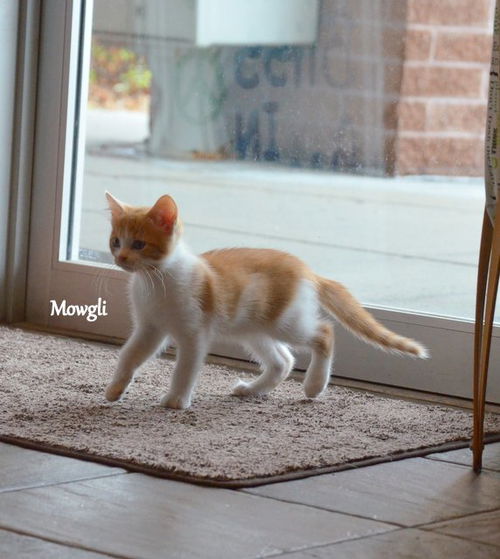 Little Mowgli