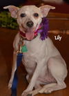 Lilly *CL*