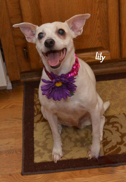 Lilly *CL*