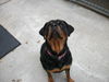 Lola *CL*