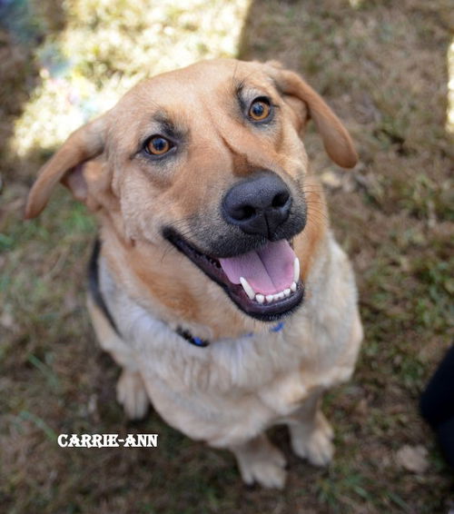 Carrie-Ann