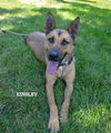 Kinsley