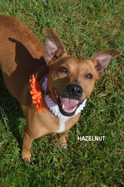 Hazelnut