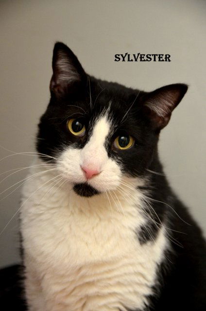 Sylvester