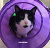 Sylvester