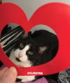 Sylvester