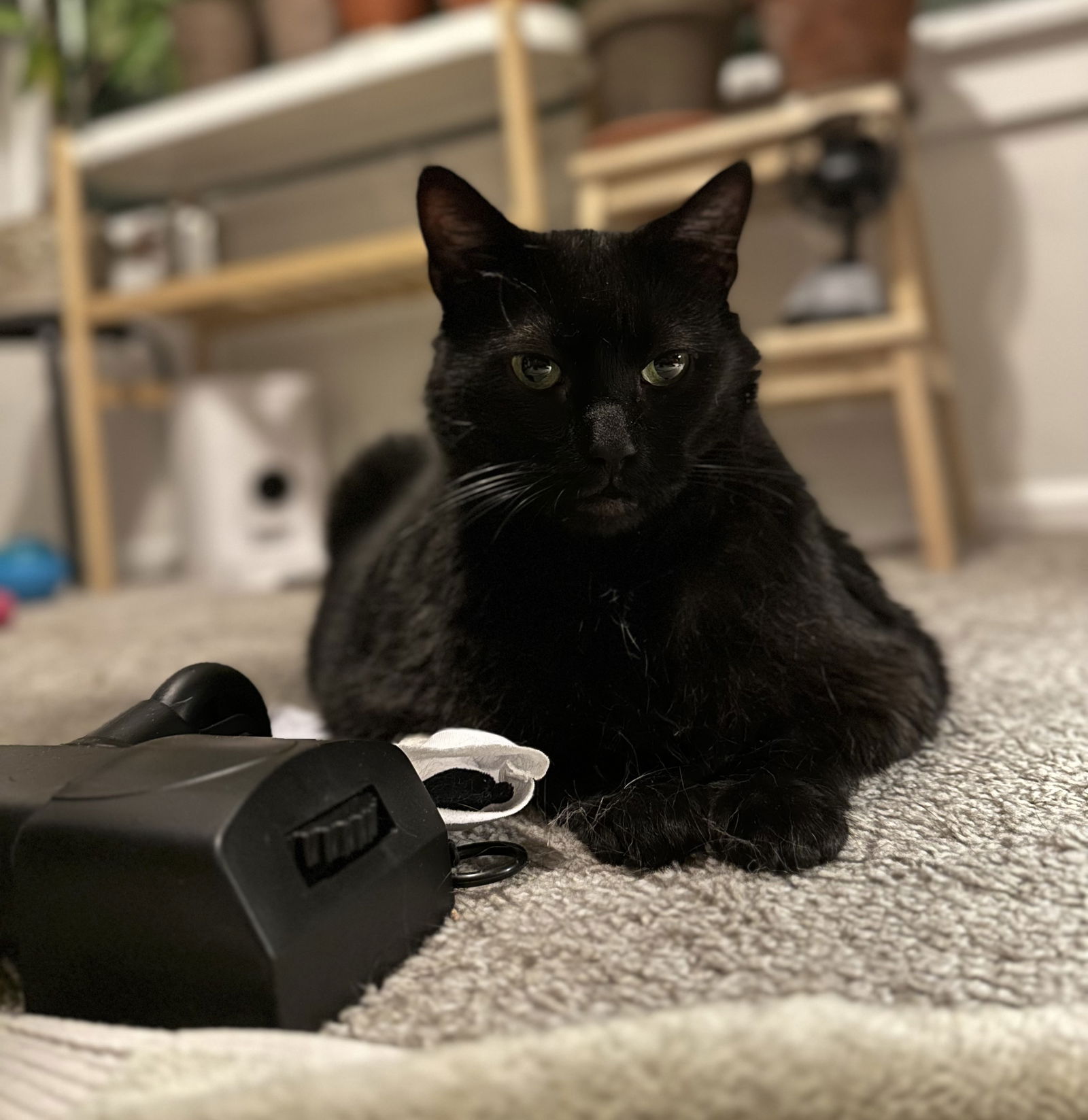 adoptable Cat in Kansas City, MO named Shadow