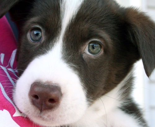 Jonah ADOPTION PENDING 2/10/16