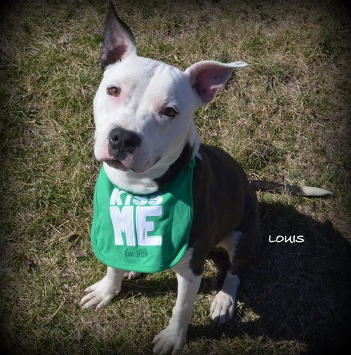 Louis