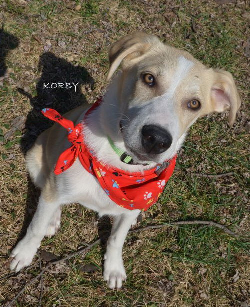 Korby