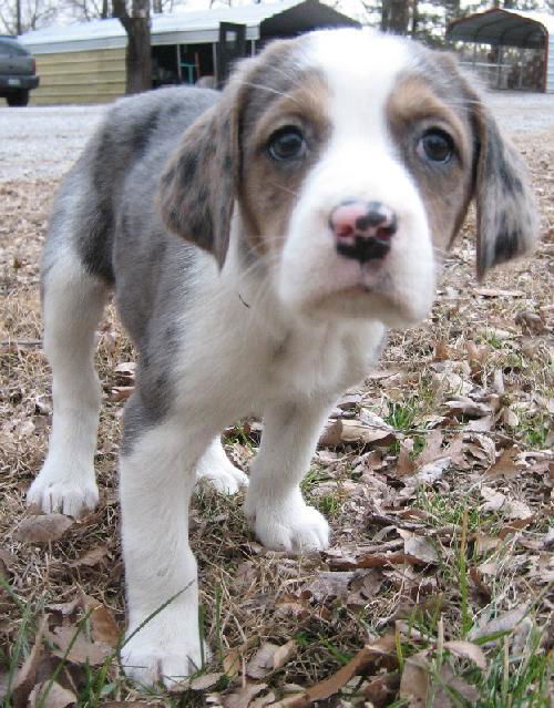 Marlowe
