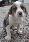 Marlowe