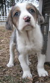 Marlowe