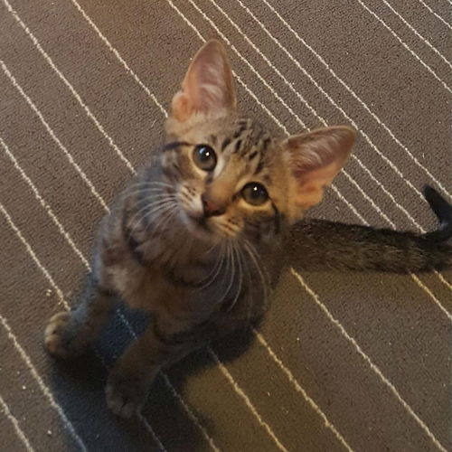 Snickers