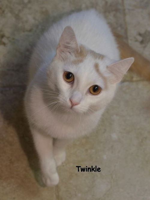 Twinkle
