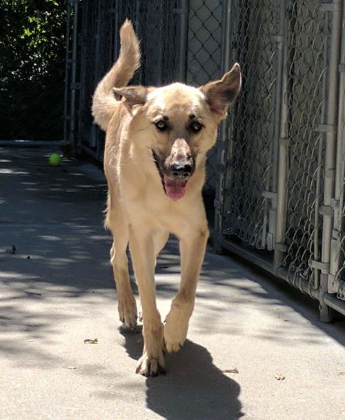 Sullivan *CL* $40 ADOPTION FEE