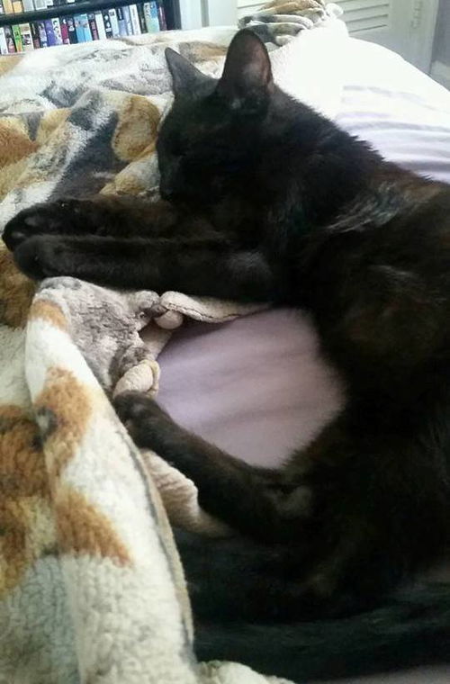 Lucky Binx