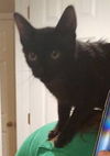 Lucky Binx
