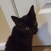 Lucky Binx
