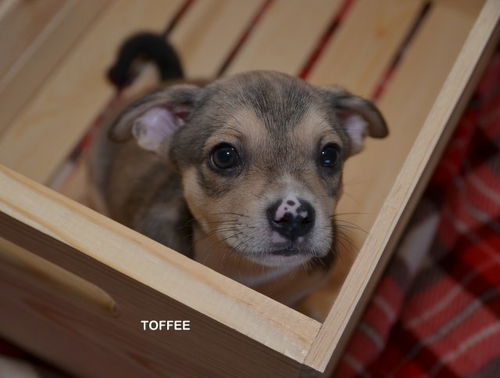 Toffee