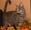 Jaspurr