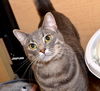 Jaspurr