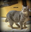 Jaspurr