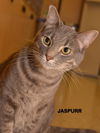 Jaspurr