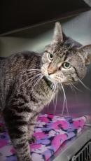 Rascal *CL* $25 Adopt Fee