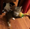 Pippin