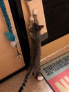Pippin